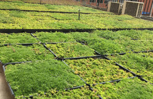 Rooftop planter trays filled with colorful wildflowers, creating a vibrant and environmentally friendly rooftop garden.