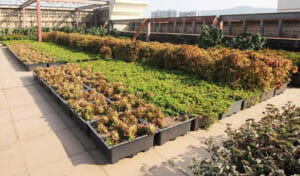 A commercial property equipped with a modular green roof system, enhancing the building's sustainability and aesthetic appeal.