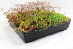 How to Ensure the Green Roof Trays Has an Organized Drainage System?