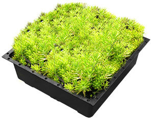 The pictures or vides of Green Roof Trays, Green Roof Modular Tray ...