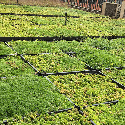 Rooftop planter trays filled with colorful wildflowers, creating a vibrant and environmentally friendly rooftop garden.